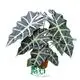 Youngplants |  alocasia calidora  1