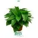 scindapsus aureus money plant at Wholesale Prices | Youngplants 1