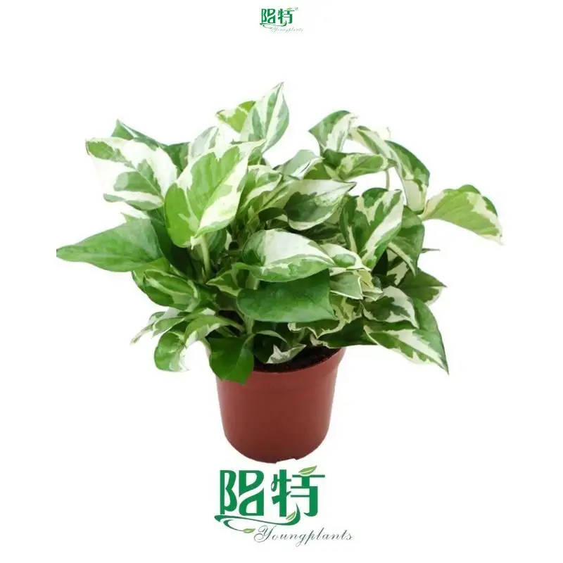  varieties of pothos  | Youngplants 1