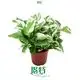  varieties of pothos  | Youngplants 1
