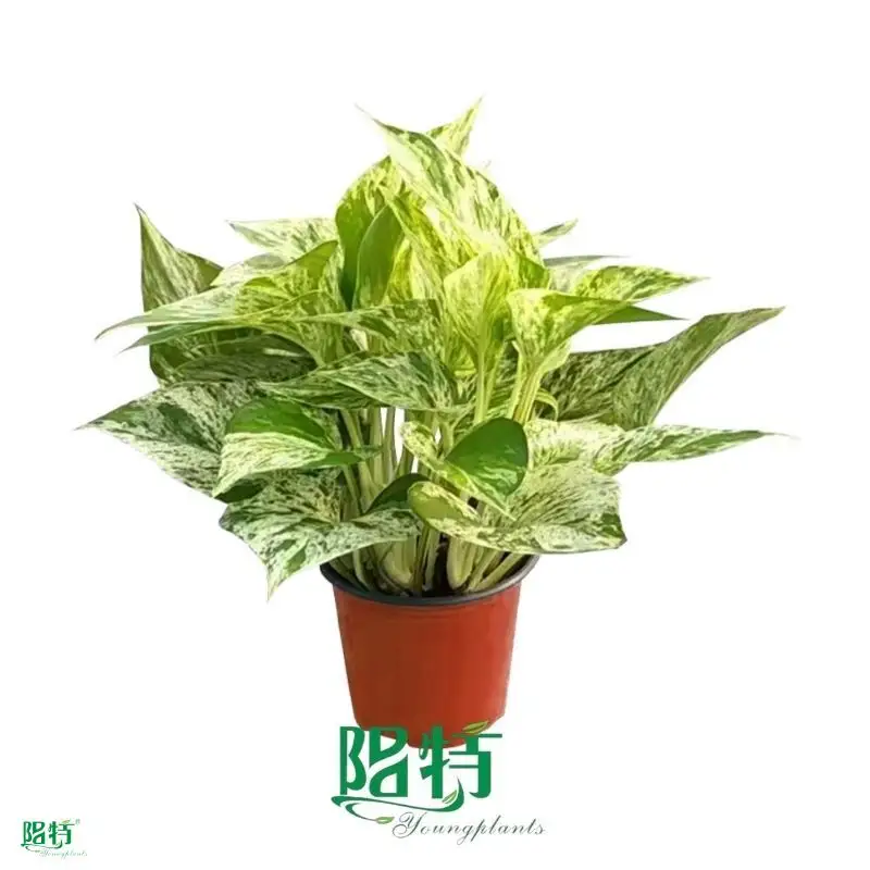 Youngplants |  epipremnum pinnatum aureum 1 1