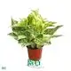 Youngplants |  epipremnum pinnatum aureum 1 1