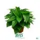  pothos species  | Youngplants 1