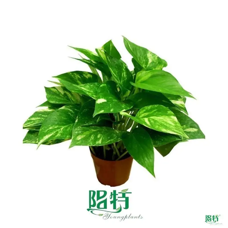scindapsus aureus pothos at Wholesale Prices | Youngplants 1
