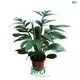 Custom scindapsus aureus pothos  Manufacturer | Youngplants1 1