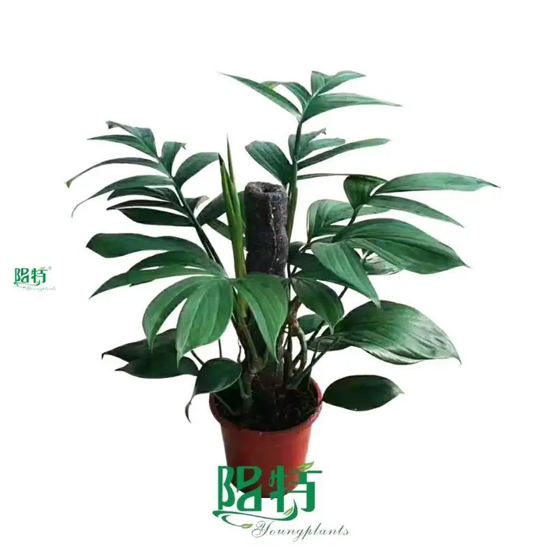Youngplants |  epipremnum aureum money plant  1