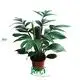 Youngplants |  epipremnum aureum money plant  1
