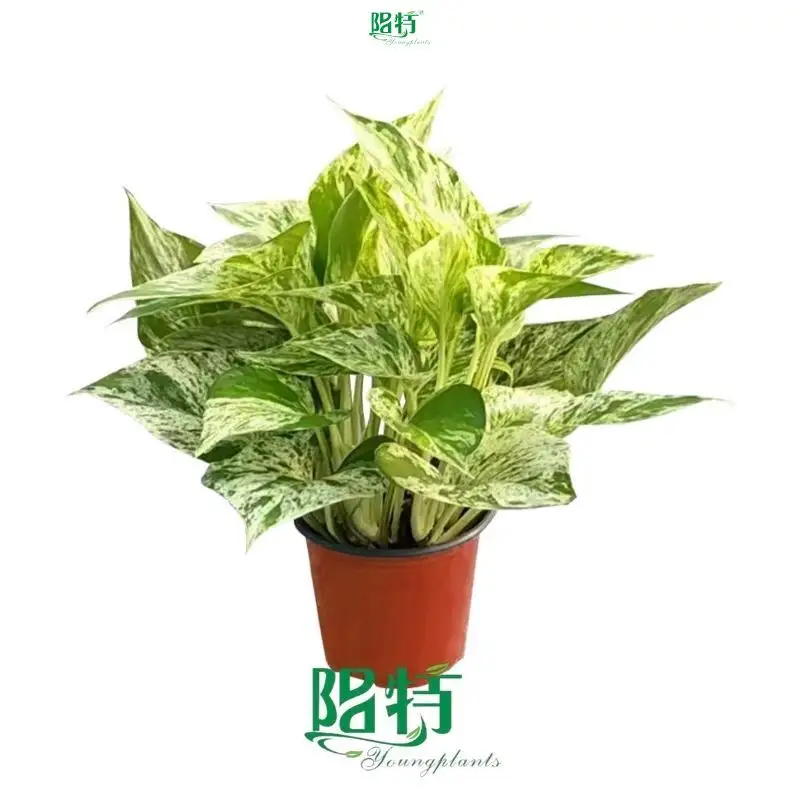 Youngplants |  epipremnum pinnatum  1