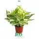 Youngplants |  epipremnum pinnatum  1