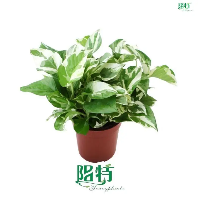 Custom scindapsus aureum  Manufacturer | Youngplants1 1