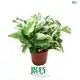 Custom scindapsus aureum  Manufacturer | Youngplants1 1