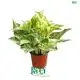  epipremnum  | Youngplants 1