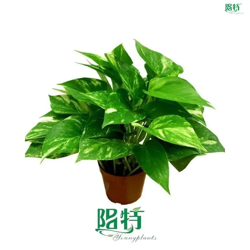  scindapsus aureus money plant  | Youngplants 1