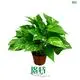  scindapsus aureus money plant  | Youngplants 1