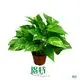 Custom epipremnum pinnatum  Manufacturer | Youngplants 1