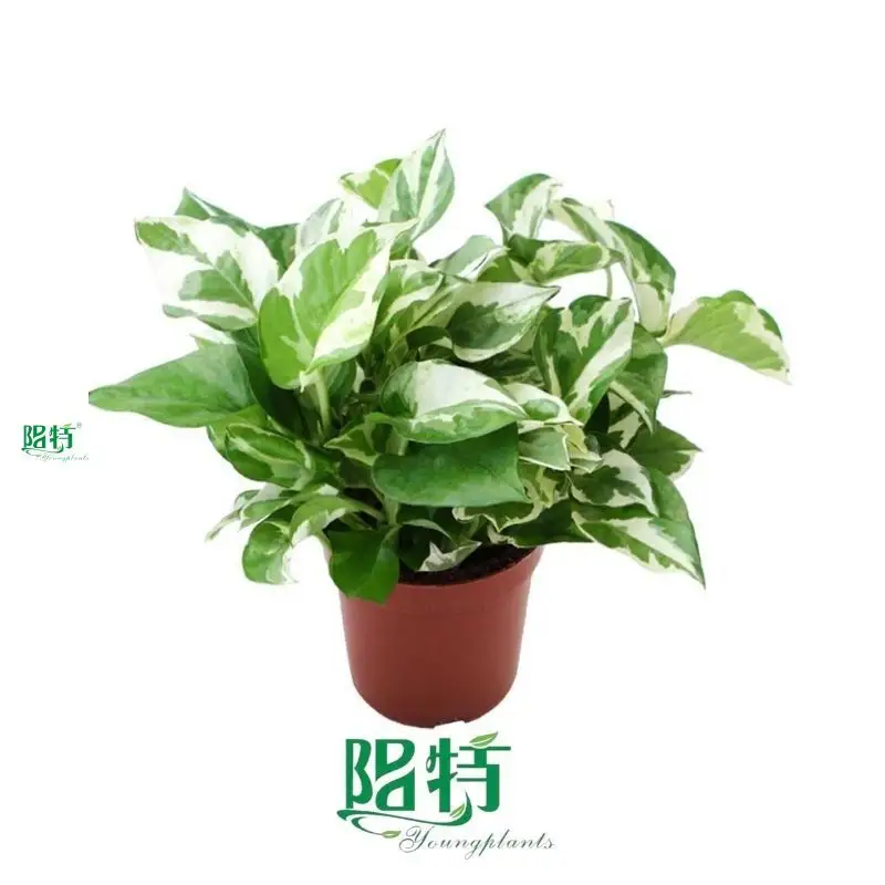 Youngplants |  scindapsus aureus money plant  1