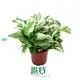 Youngplants |  scindapsus aureus money plant  1