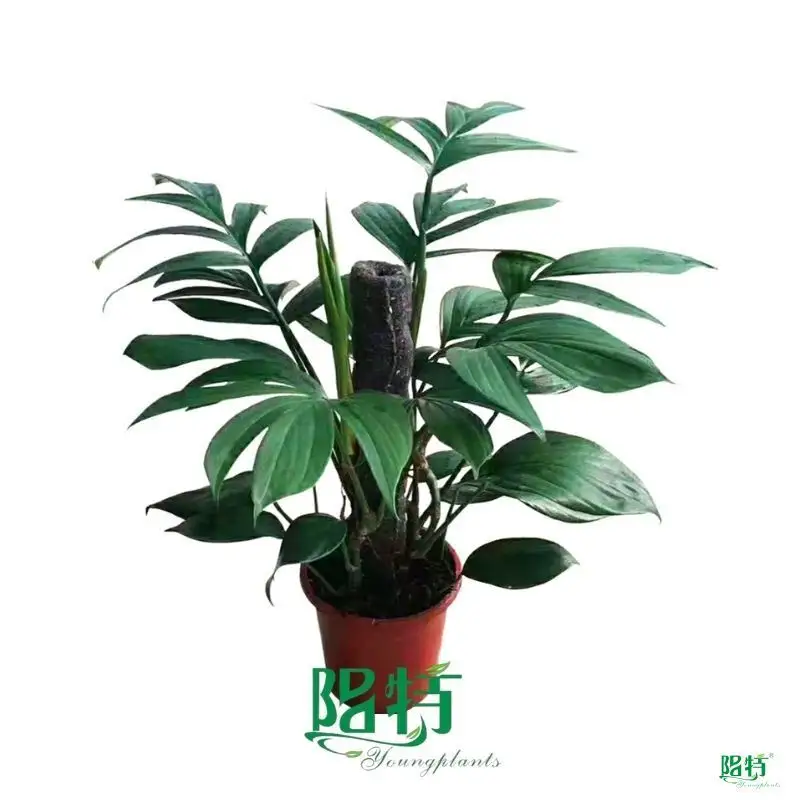 Custom epipremnum  Manufacturer | Youngplants 1