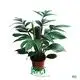 Custom epipremnum  Manufacturer | Youngplants 1