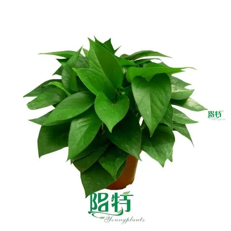 Youngplants |  scindapsus aureus pothos 1 1