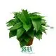 Youngplants |  scindapsus aureus pothos 1 1