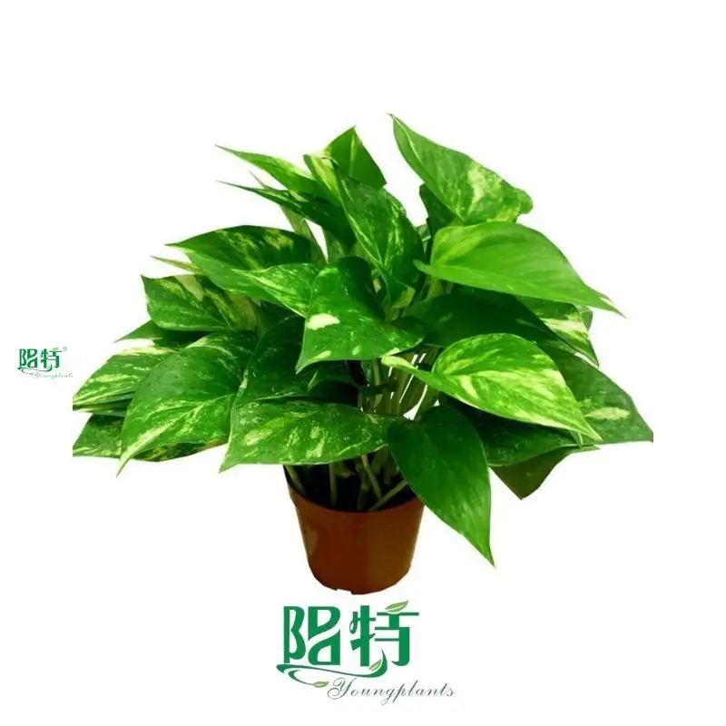 Custom money plant species  Manufacturer | Youngplants1 1