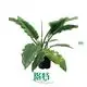 Youngplants |  gloriosum seedling 1 1