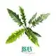 Custom philodendron selloum seedling Suppliers Manufacturer | Youngplants 1