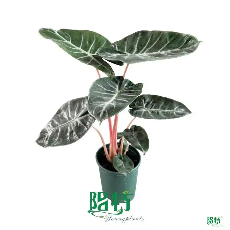 Custom alocasia odora Company Manufacturer | Youngplants 1