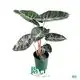 Custom alocasia odora Company Manufacturer | Youngplants 1