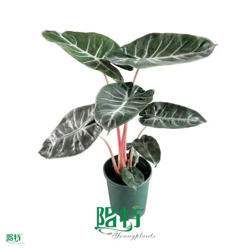 alocasia lauterbachiana at Wholesale Prices | Youngplants 1