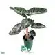 alocasia lauterbachiana at Wholesale Prices | Youngplants 1