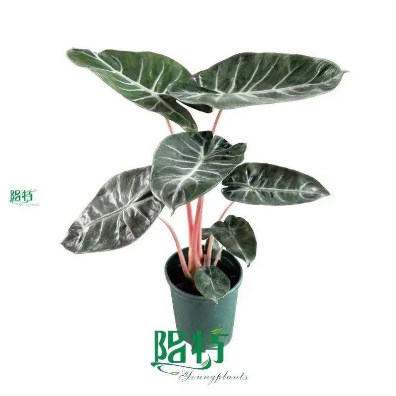 Custom alocasia lauterbachiana  Manufacturer | Youngplants 1