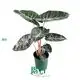 Custom alocasia lauterbachiana  Manufacturer | Youngplants 1