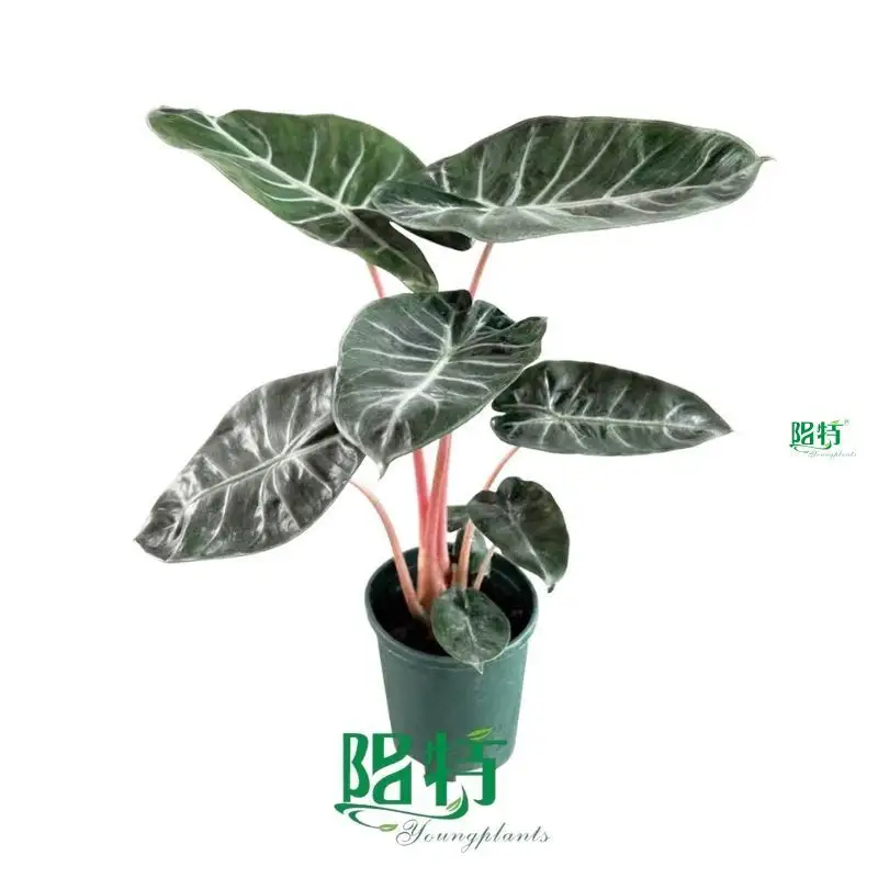  alocasia plant  | Youngplants 1