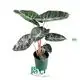  alocasia plant  | Youngplants 1