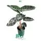  wholesale seedling  | Youngplants 1