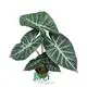  alocasia wentii  | Youngplants 1