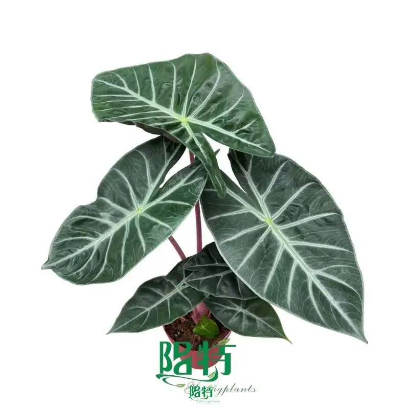 alocasia calidora at Wholesale Prices | Youngplants1 1