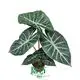 alocasia calidora at Wholesale Prices | Youngplants1 1