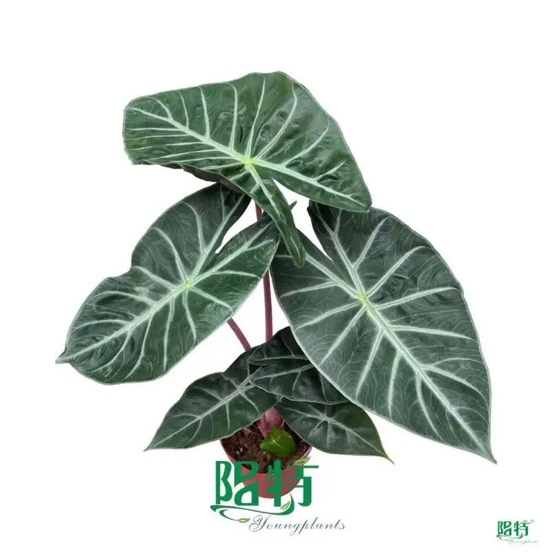 Custom alocasia plant  Manufacturer | Youngplants 1