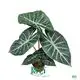 Custom alocasia plant  Manufacturer | Youngplants 1