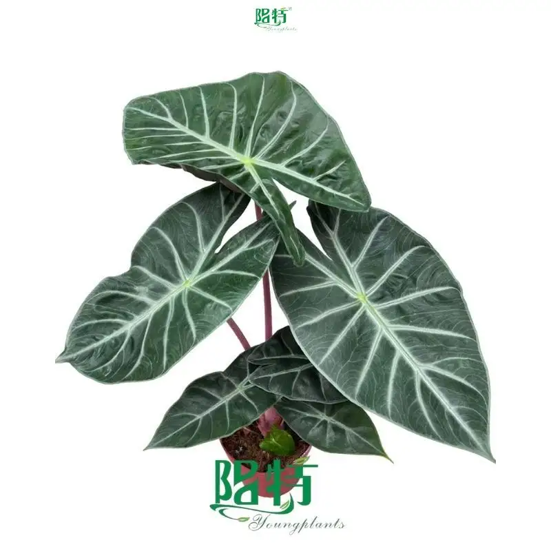 alocasia sinuata at Wholesale Prices | Youngplants 1