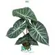 alocasia sinuata at Wholesale Prices | Youngplants 1