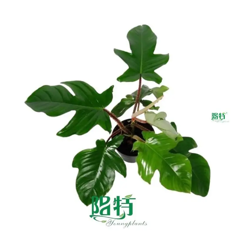 Youngplants | Hot-Sale gloriosum seedling Factory 1