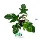 Youngplants | Hot-Sale gloriosum seedling Factory 1