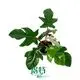 Custom philodendron selloum seedling Suppliers Manufacturer | Youngplants1 1