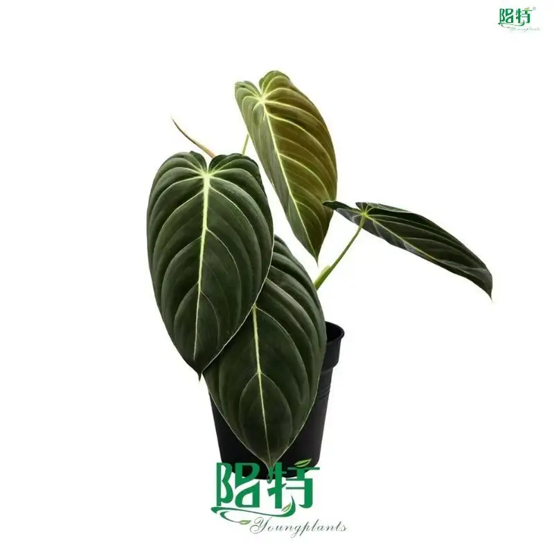  pink princess seedling  | Youngplants 1