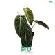  pink princess seedling  | Youngplants 1