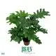 Custom colored plants  Manufacturer | Youngplants 1